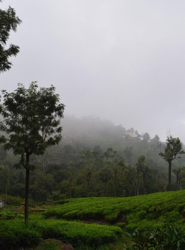 coonoor-4448487_1280