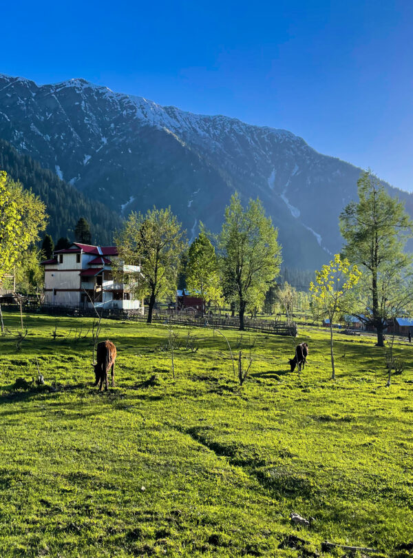 beautiful-landscape-arang-kel-kashmir-with-green-fields-local-houses-with-hidden-clouds (1)