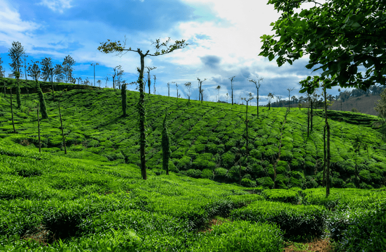 Coorg in Monsoon: Coffee Estates, Mist & Why It’s Worth Every Raindrop