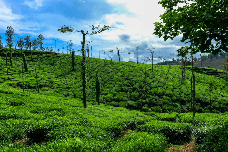 Coorg in Monsoon