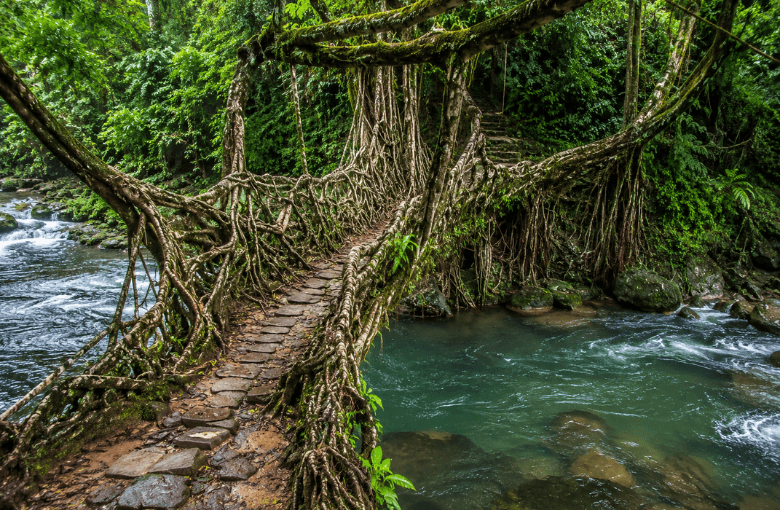 Meghalaya in Monsoon: Living Root Bridges, Waterfalls & Nature at Its Best